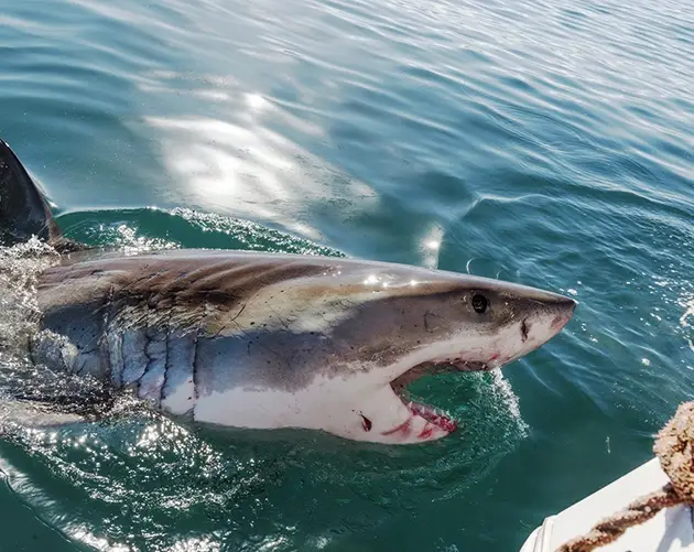 Out Of Water Shark