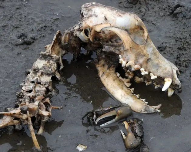 Dog Skull