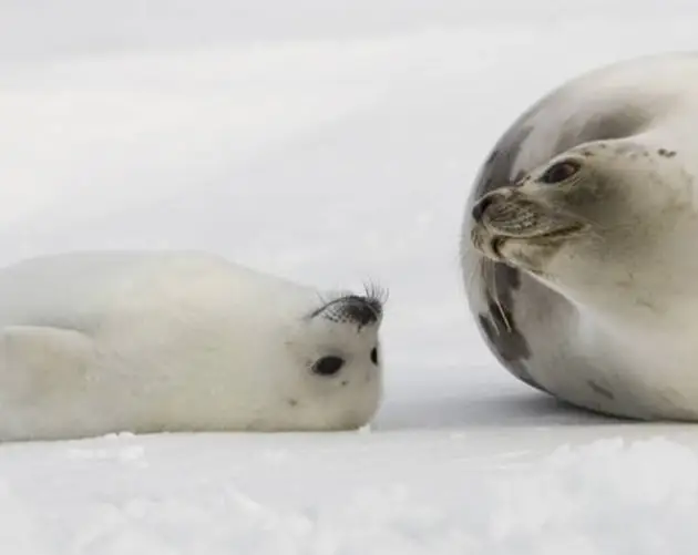 Harp Seal