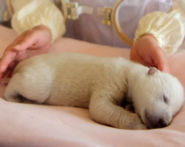 Newborn Polar Bear Resting