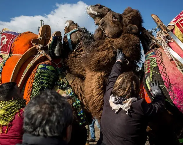 Camel Wrestling Upclose