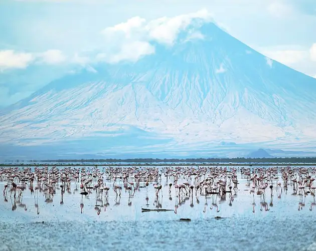 Lesser Flamingoes