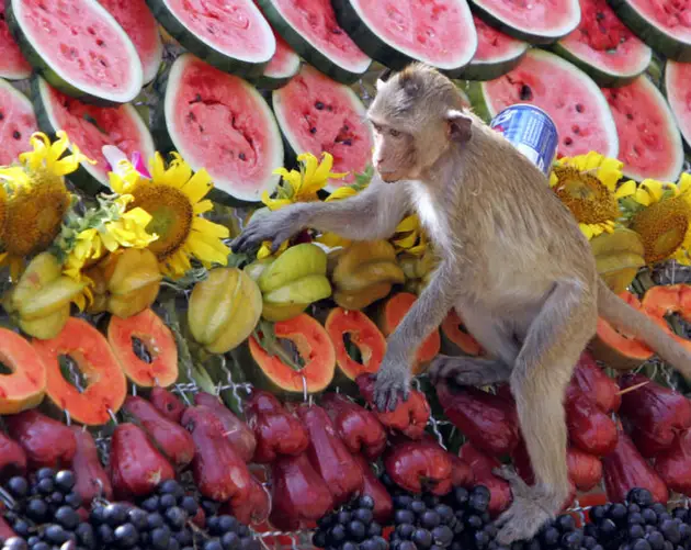 Monkey Watermelon