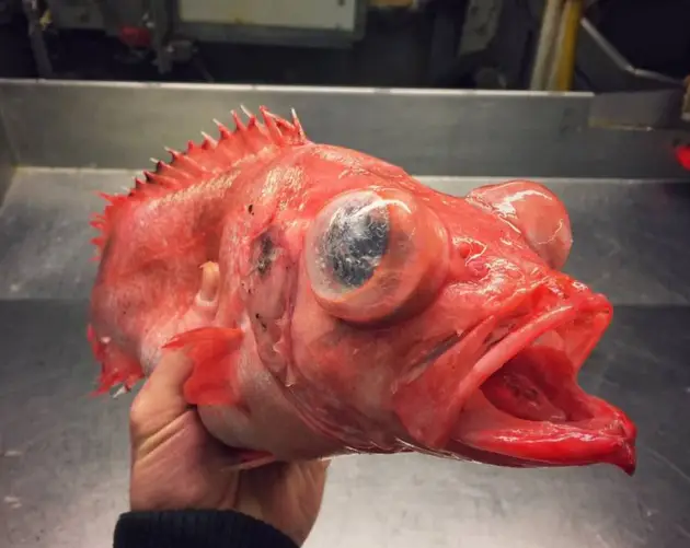 Spirit Animal