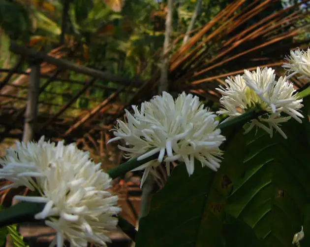 Coffee Flowers