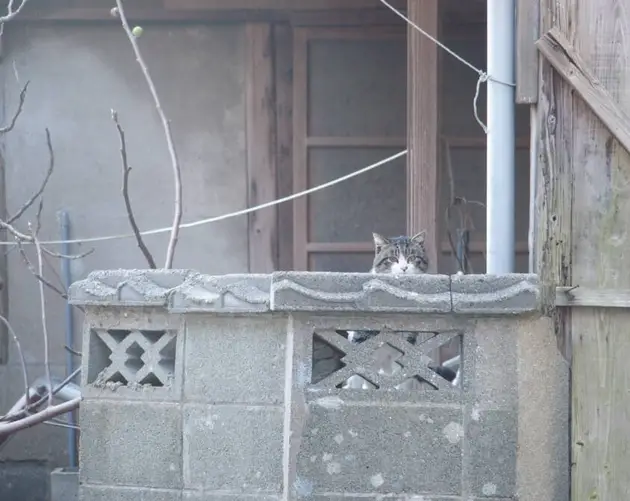 Cat Peeking Through Wall