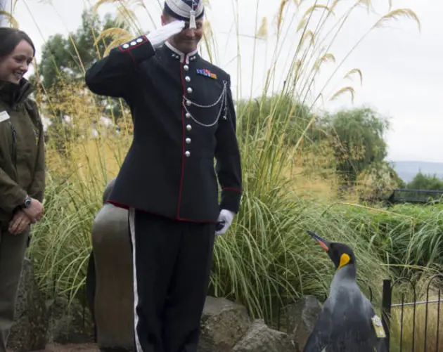 Sir Nils Olav Brigadier