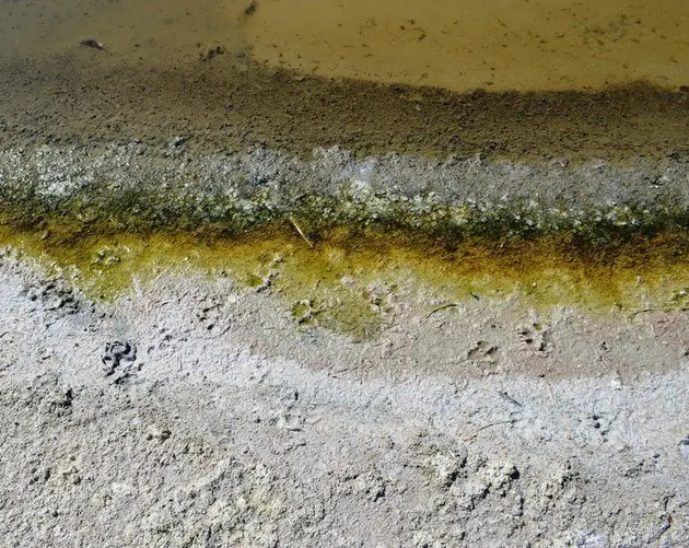 Shore Salton Sea Yellow