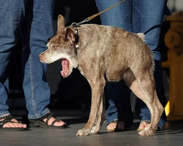 Ugliest Dog Peanut