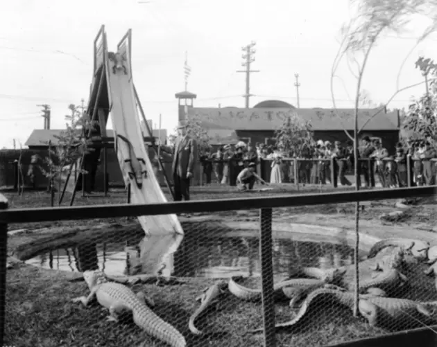 Alligators Playing