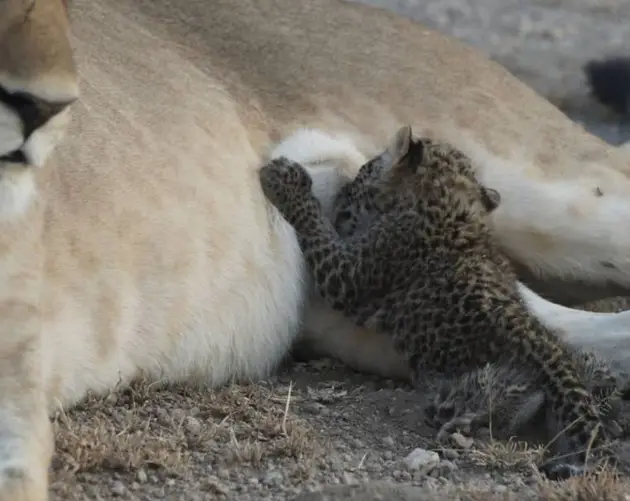 Leopard Baby Nursing