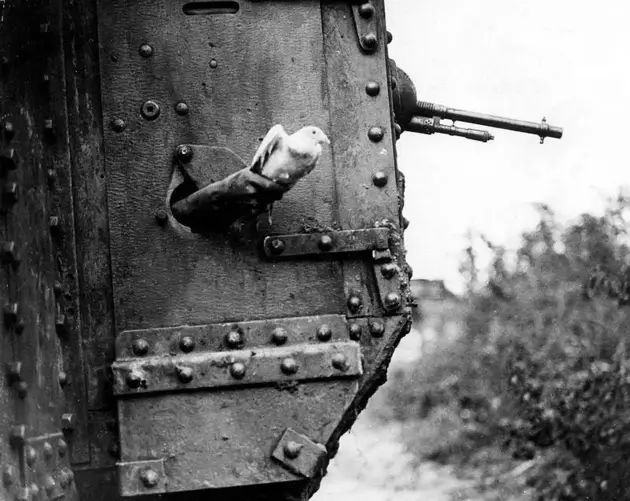 Tank Pigeon