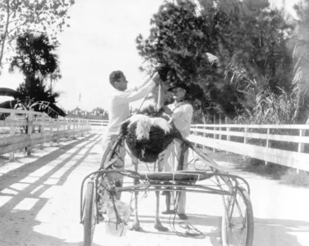 Harnessing An Ostrich