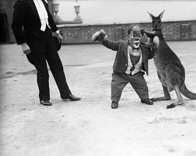 Midget Boxer
