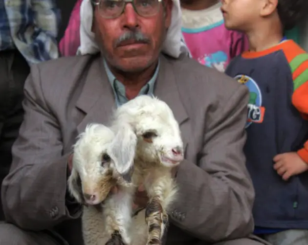 Sheep