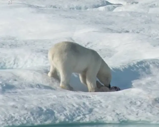 Polar beat eating a bear Cannibal animals