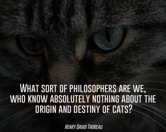 The Origin And Destiny Of Quotes