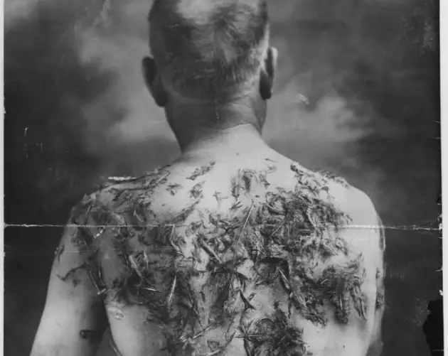 John Meintz Back Feathers