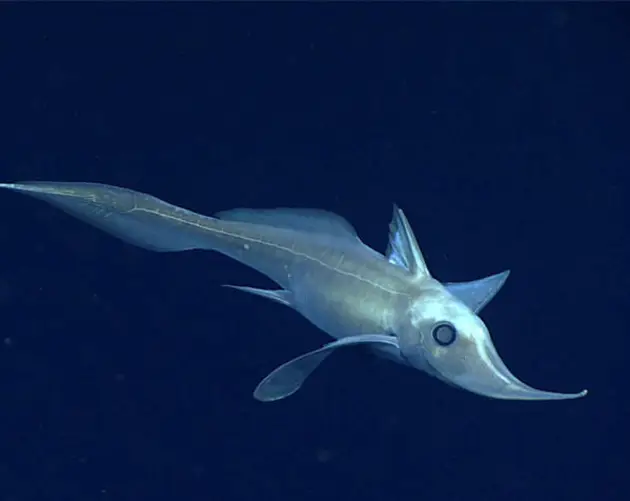 Chimaera Fish