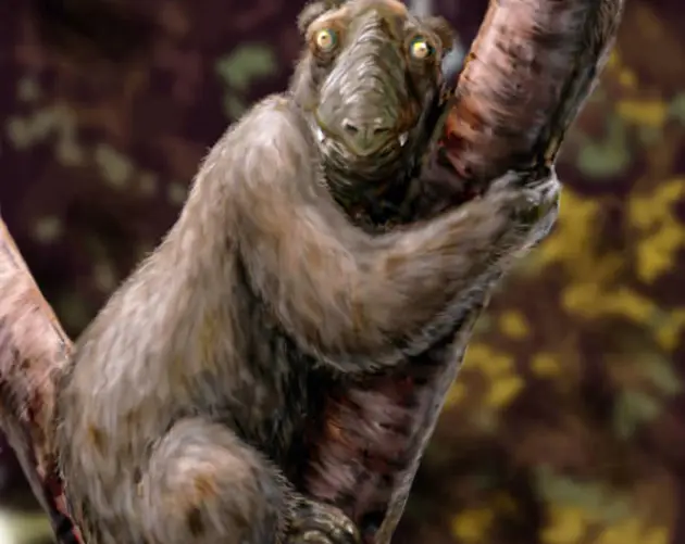 Koala Lemur Extinct Animals