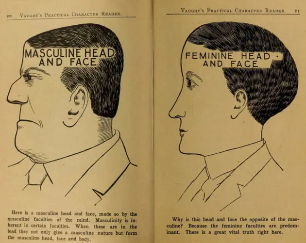 Masculine Vs Feminine Phrenology Chart