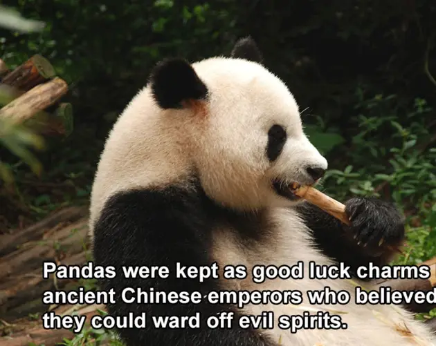 China Facts Great Panda