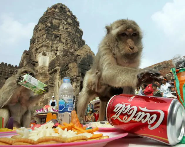 Bizarre Festivals Monkey Buffet Festival