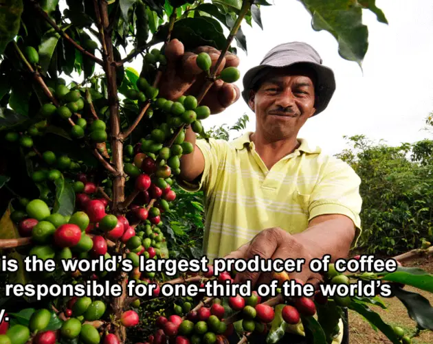 Coffee Farmer