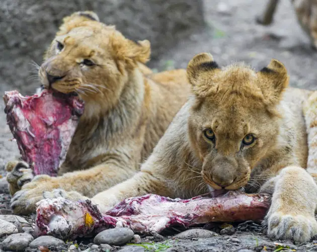 Lions Eating Meat
