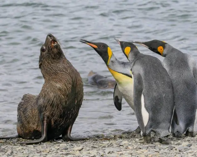 Funny Animal Pictures Seal And Penguin
