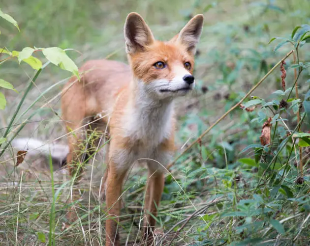 Fox From Chernobyl Exclusion Zone