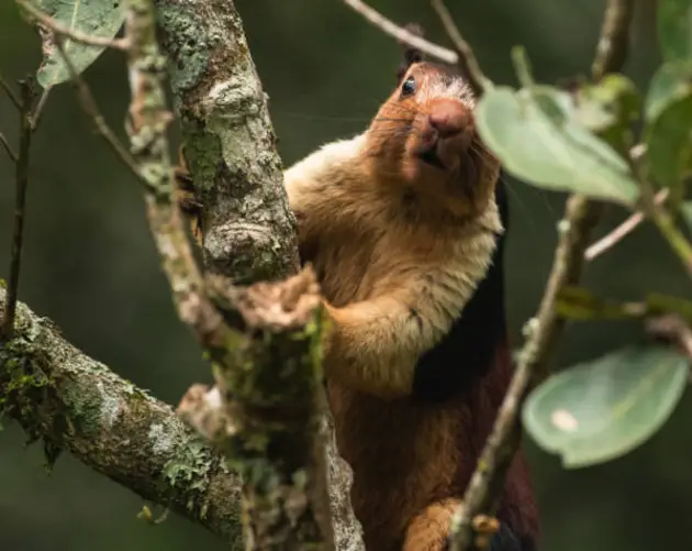 Squirrel In Tree