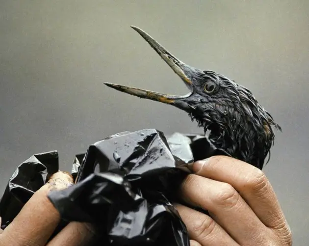 Oil Bird Exxon