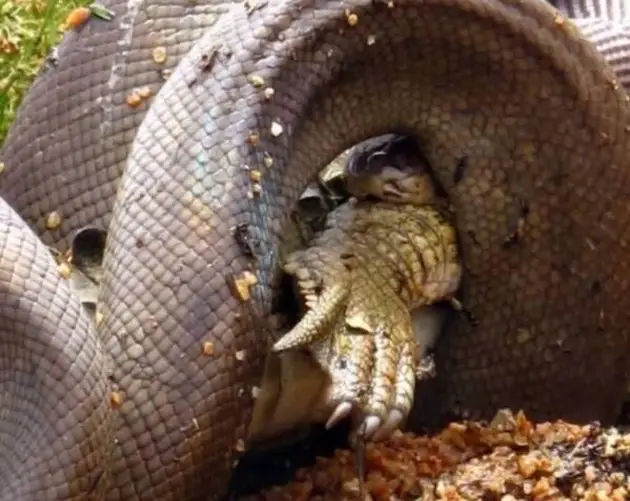 Olive Python Constricting Johnstone Crocodile Foot