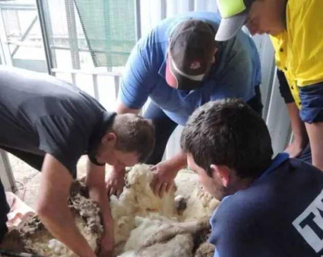 Chris The Sheep Getting Sheared