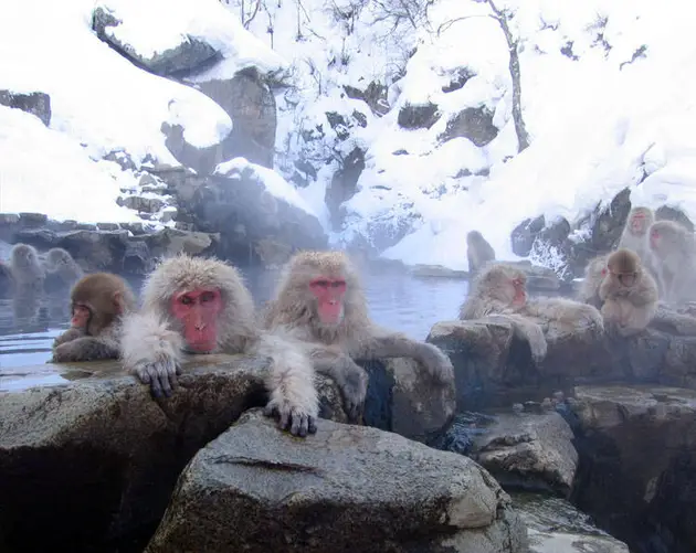 Jigokudani Hot Spring Monkeys