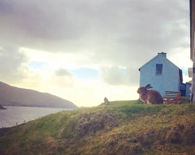 Great Blasket Island Hare