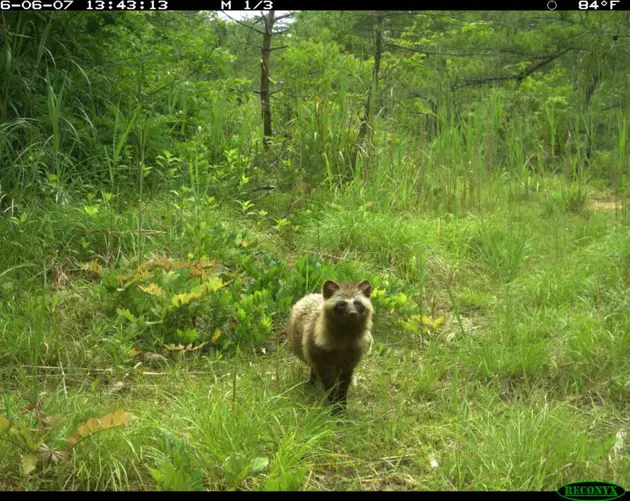 Racoon Dog Fukushima Japan