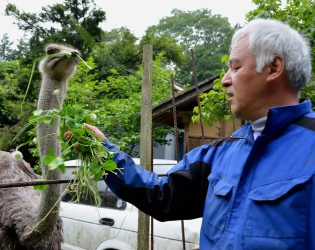 Matsumura And Ostrich