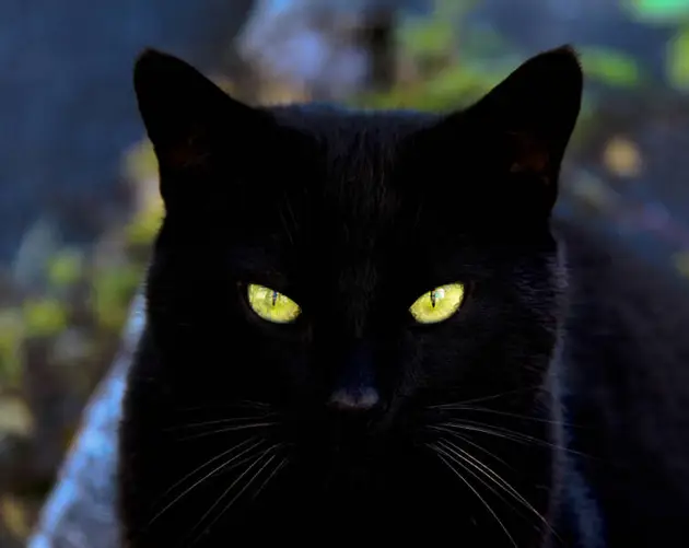 Glowing Cat Eyes