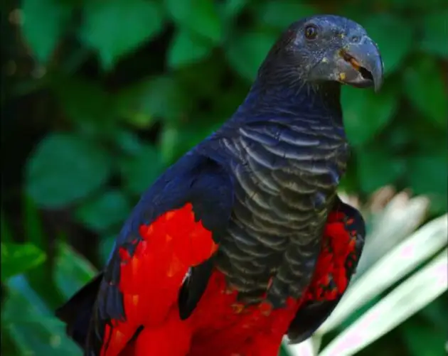 Red Body Dracula Parrot
