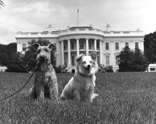Charlie And Pushinka