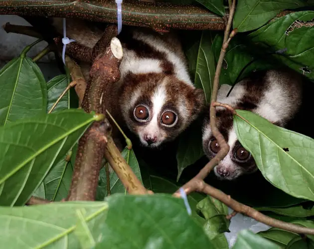 Indonesian Loris Hiding Tree