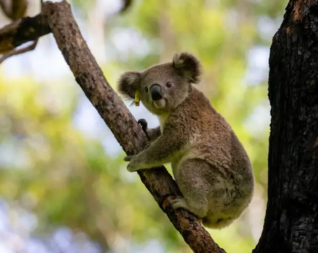 Koala In Tree