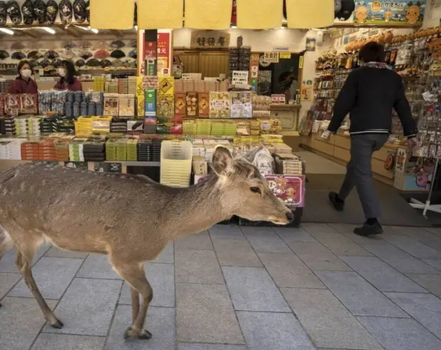 Sika Deer Near Store