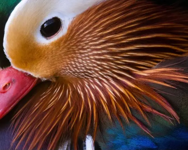 Mandarin Duck