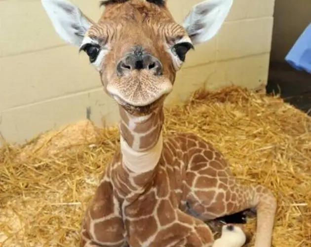 Baby Giraffe