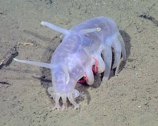 Sea Pig