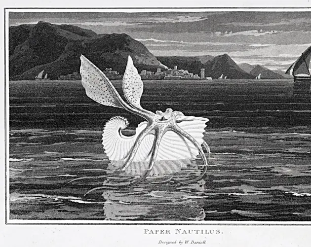Paper Nautilus