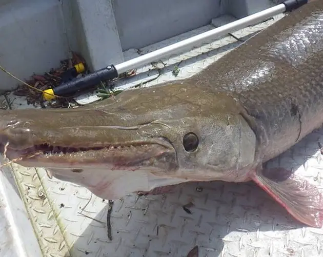 Alligator Gar In Boat